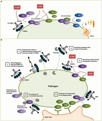 Evasion Mechanisms Used by Pathogens to Escape the Lectin Complement Pathway